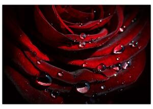 Kép - Rózsa részlete (90x60 cm)