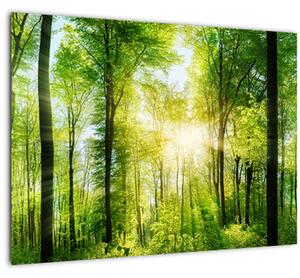 Kép - Hajnal az erdőben (üvegen) (70x50 cm)