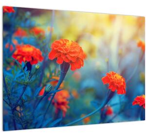 Kép - Narancssárga virágok (70x50 cm)