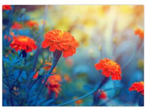 Kép - Narancssárga virágok (70x50 cm)