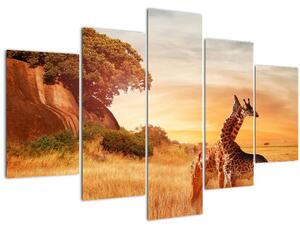 Kép - Zsiráfok Afrikában (150x105 cm)