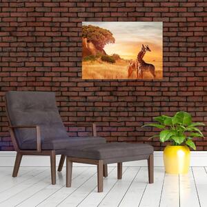 Kép - Zsiráfok Afrikában (70x50 cm)