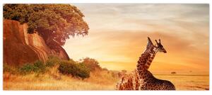 Kép - Zsiráfok Afrikában (120x50 cm)