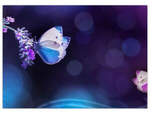 Kép - Pillangók a levendulán (70x50 cm)