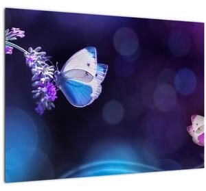 Kép - Pillangók a levendulán (70x50 cm)