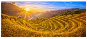 Kép - Rizs teraszok Vietnamban (120x50 cm)
