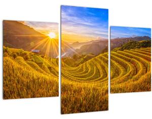 Kép - Rizs teraszok Vietnamban (90x60 cm)