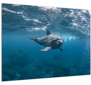Kép - Delfin a felszín alatt (70x50 cm)