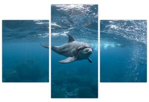 Kép - Delfin a felszín alatt (90x60 cm)