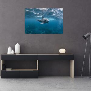 Kép - Delfin a felszín alatt (90x60 cm)