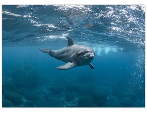 Kép - Delfin a felszín alatt (70x50 cm)