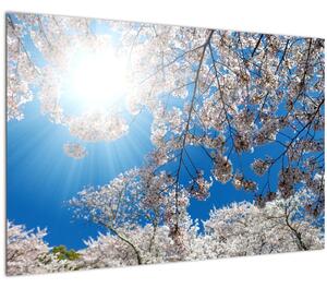 Kép - Cseresznyevirág (90x60 cm)