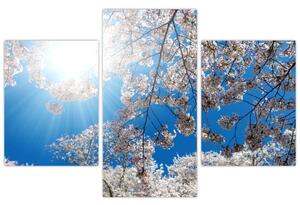 Kép - Cseresznyevirág (90x60 cm)