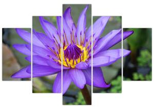 Kép - Lila virág (150x105 cm)
