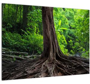 Kép - Öreg fa gyökere (70x50 cm)