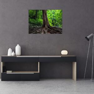 Kép - Öreg fa gyökere (70x50 cm)