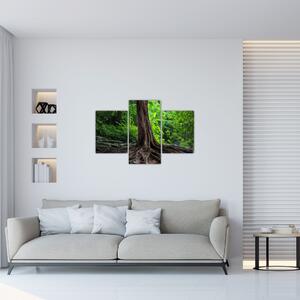 Kép - Öreg fa gyökere (90x60 cm)