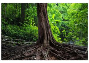Kép - Öreg fa gyökere (90x60 cm)