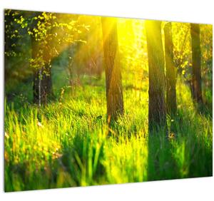 Kép - Az erdő tavaszi ébredése (70x50 cm)