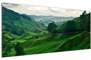 Kép - Teaültetvények Malajziában (120x50 cm)