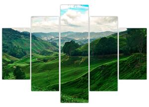 Kép - Teaültetvények Malajziában (150x105 cm)