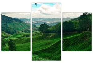 Kép - Teaültetvények Malajziában (90x60 cm)