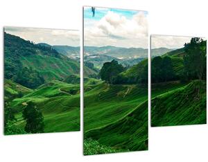 Kép - Teaültetvények Malajziában (90x60 cm)