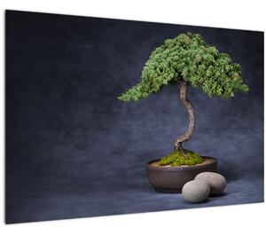 Kép - Bonsai (90x60 cm)