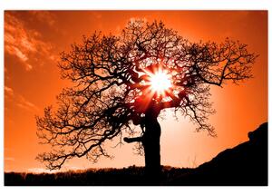 Kép - Tölgy napnyugtakor (90x60 cm)