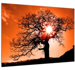 Kép - Tölgy napnyugtakor (üvegen) (70x50 cm)