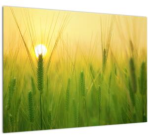 Kép - Mező gabonával (70x50 cm)