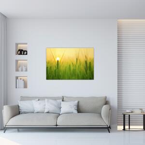 Kép - Mező gabonával (90x60 cm)