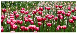 Tulipán képe (120x50 cm)