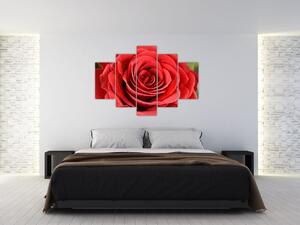 Egy rózsa virág képe (150x105 cm)