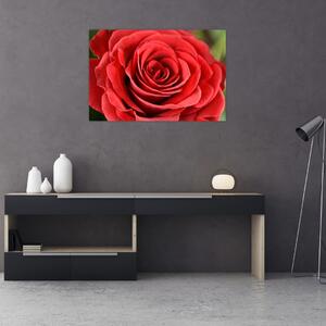 Egy rózsa virág képe (90x60 cm)