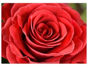 Egy rózsa virág képe (70x50 cm)