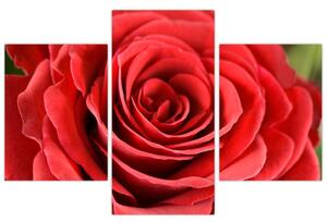 Egy rózsa virág képe (90x60 cm)