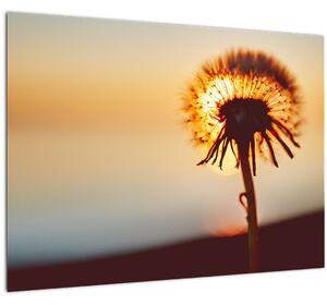 Egy pitypang képe naplementekor (üvegen) (70x50 cm)