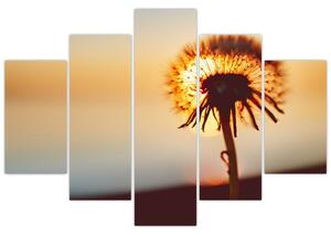 Egy pitypang képe naplementekor (150x105 cm)