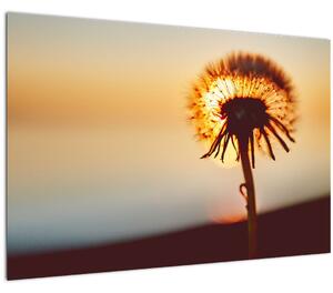 Egy pitypang képe naplementekor (90x60 cm)