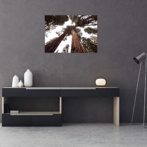 Kép - Kilátás a fák között (70x50 cm)
