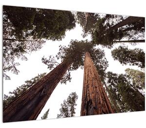 Kép - Kilátás a fák között (90x60 cm)