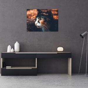 Kép - A macska látképe (70x50 cm)