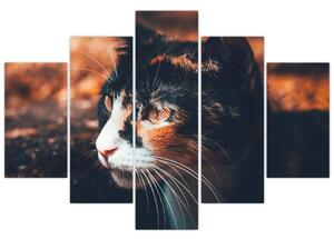 Kép - A macska látképe (150x105 cm)