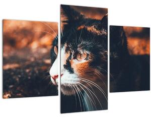 Kép - A macska látképe (90x60 cm)