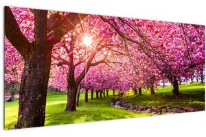 A virágzó cseresznye képe, Hurd Park, Dover, New Jersey (120x50 cm)