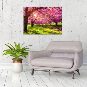 A virágzó cseresznye képe, Hurd Park, Dover, New Jersey (70x50 cm)
