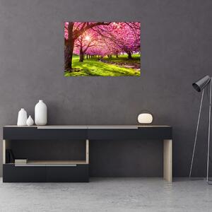 A virágzó cseresznye képe, Hurd Park, Dover, New Jersey (70x50 cm)