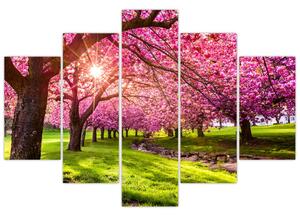 A virágzó cseresznye képe, Hurd Park, Dover, New Jersey (150x105 cm)