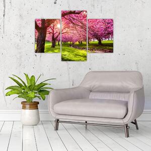A virágzó cseresznye képe, Hurd Park, Dover, New Jersey (90x60 cm)
